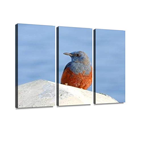 イソヒヨドリ 磯鵯 野鳥 鳥 赤 青 派手な鳥 日本の鳥 在来種 留鳥 海辺 水辺 海 水面 野生動物 自然 里山 生き物 命 生命 生物モダン アートボード 壁アート 壁掛け モダンアート 壁飾り木枠セット 壁芸術 新築祝い イソヒヨドリ 磯鵯 野鳥 鳥 赤 青 派手な鳥 日本の鳥 在来種 留鳥 海辺 水辺 海 水面 野生動物 自然 里山 生き物 命 生命 生物モダン アートボード 壁アート 壁掛け モダンアート 壁飾り木枠セット 壁芸術 新築祝い