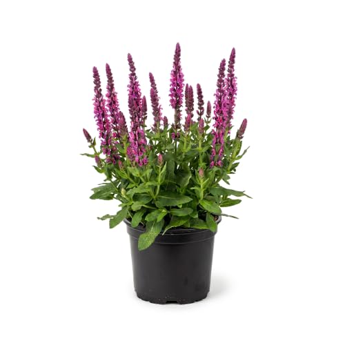 Live Salvia - Pink - Beautiful Upright Perennial - Healthy Spring Plant - 12 Tall by 6 Wide in 2.5 Qt Pot