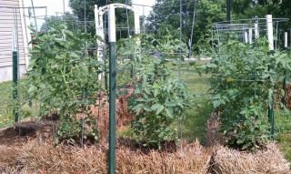 Straw Bale Gardening - Image 7