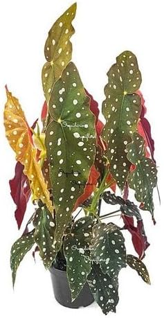 Begonia Maculata Planta Adulta Natural Exótica