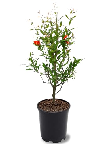 Parfianka Pomegranate Tree Fruit Bearing Hardy 1 gal Nursery Pot 12-18 in Tree Height (Due to Agricultural Laws we Cannot Ship to CA AZ AK or HI)