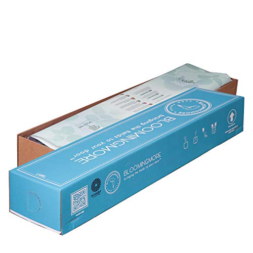 Craspedia White Painted | 300 Stems Of White Billy Button Balls | Floral Arrangements For Delivery By Bloomingmore | Home, Office, Birthday, Wedding Decor, Diy, Party Event, Housewarming #TOP4