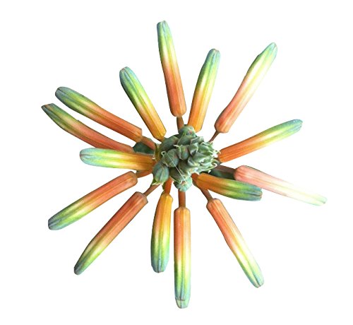 Futaba Succulent Plant Aloe Vera Seeds - Narrow Leaves -120 Pcs