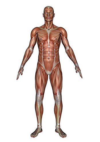 Anatomy of male muscular system, front view Poster Print by Elena Duvernay/Stocktrek Images (22 x 34)