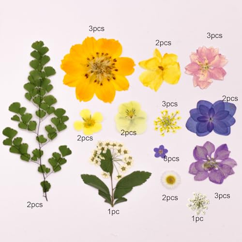 Flores secas prensadas naturales para manualidades x34 miniatura 4