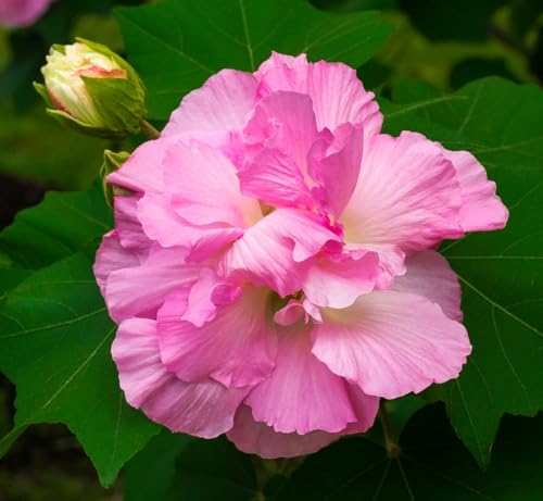 Image of Kamal /Land Lotus /Sthal Padma Double Petal Cotton Rose Flower Live Plant with Pot | Ornamental Flowering Plant for Home Garden, Balcony, Terrace & Outdoor Decoration