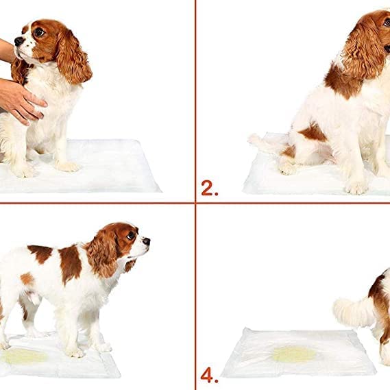BRIGHTCARE Puppy Training Pads Super Absorbent, Water Proof, Non Slippery, 40X60cm, Large, 70 Count, (puppy70)