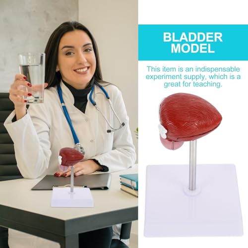 Modèle de vessie en plastique marron pour les classes expérimentales