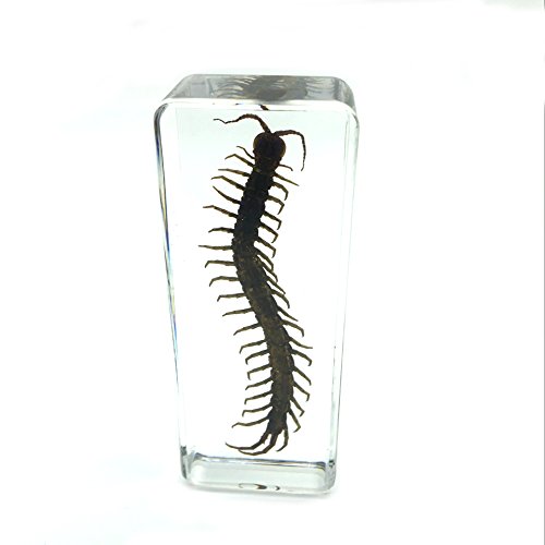 Centipede（Chilopod）（Scolopendra）Paperweights Specimen For Science Education Paperweight For Book For Office For Desk(4.4X1.6X1.1") #TOP2