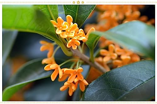 Image of Japanese Flower Kinmokusei Seeds Pack