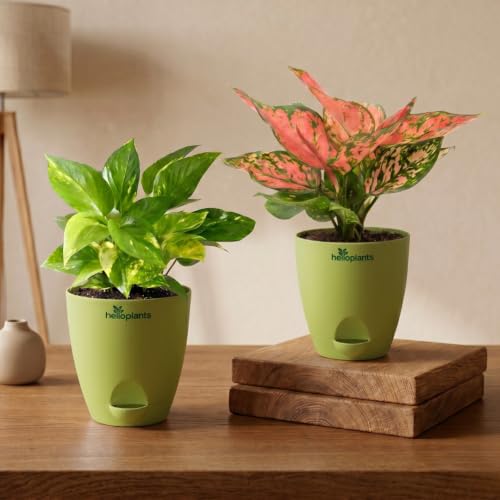 Image of Variegated Money Plant & Aglaonema Pink Valentine Live Indoor 2-Plant Combo in 4-Inch Self-Watering Matte Green Pots | Vastu Lucky Houseplants for Stylish Home & Office Decor