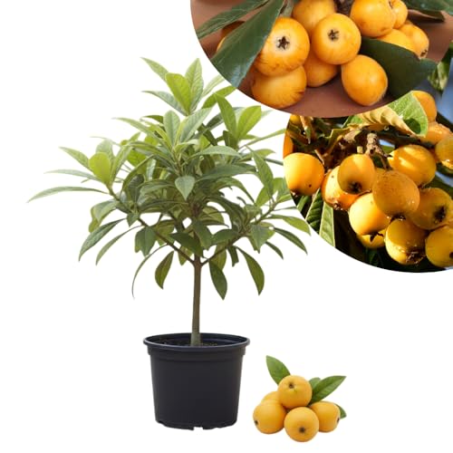 Loquat Tree Live Plant, Golden Loquat Fruit Plant, Sweet Fruit Tree, 10 to 14 Inches Tall, Half Gallon Pot for Planting