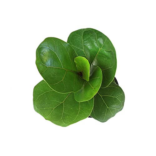 Ficus Lyrata Fiddle Leaf Fig Plant, House Plants Indoors Live Ficus Tree Live Plant, Fig Trees Live Plants Indoor Plants Live Houseplants Fig Plants Live In Planter Pot In Soil Mix By Plants For Pets #TOP6