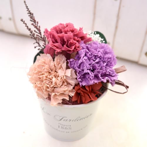 vU[uht[ Mtg [J[l[V|bg] J[l[V  t[ ̓ a  (Nx[)