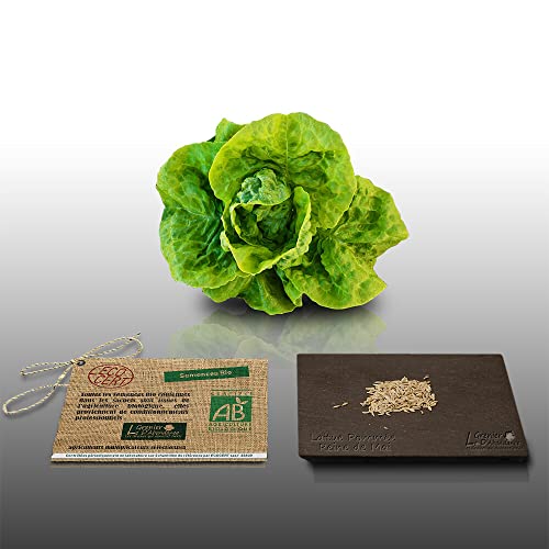 250 graines Bio à semer - Le Grenier d'Abondance - LAITUE POMMEE Reine de Mai - Certifié AB - Lactuca
