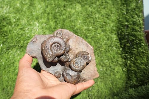 Image of Natural Platyclymenia /Goniatetes Plate Natural Fossil Ammonite Fossil Fossil from Morocco A29