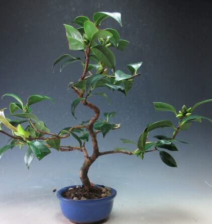 Amazon.co.jp: 椿盆栽 花芽付き！椿(紅侘助）の鉢植え盆栽【現品】2022