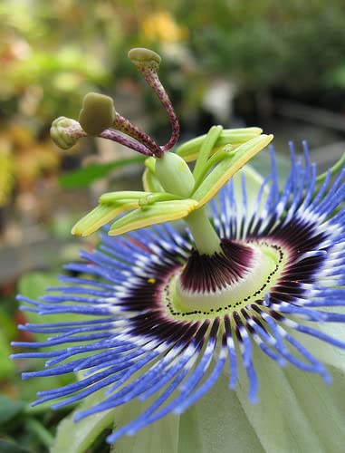 10 Blue Passion Fruit Maracuja Seeds - 10 Seeds (Passiflora Caerulea) - Pack Of 10 Rare And Viable Seeds - Qo Seeds #TOP6