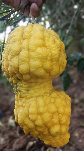 Image of Bijora Fruit, Bada Nimbu, Bajura