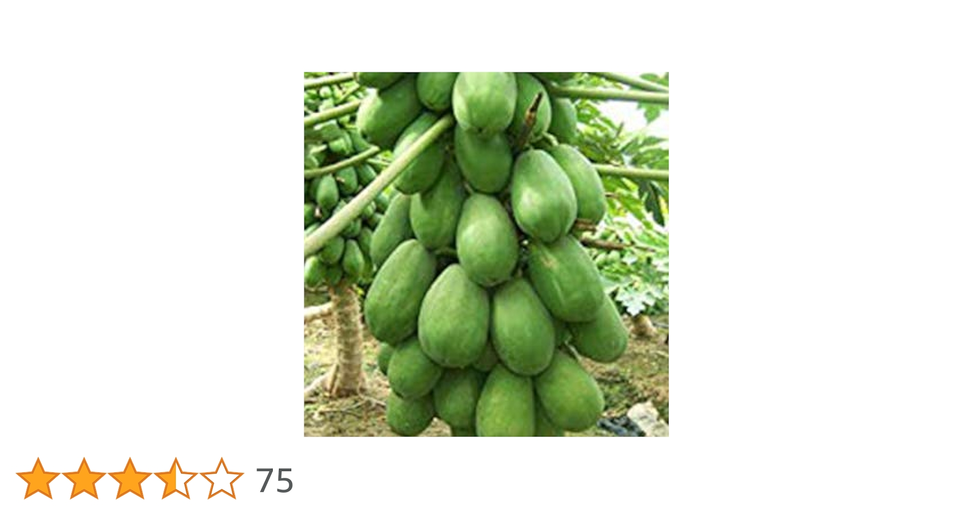 Amazon.co.jp: パパイヤ 種 【ハワイオウロ】小袋（10粒） : DIY