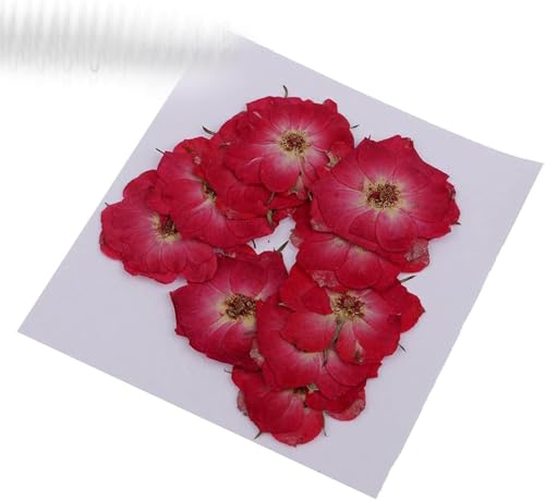 Flores Secas Naturales para Decoración DIY 10 piezas miniatura 1