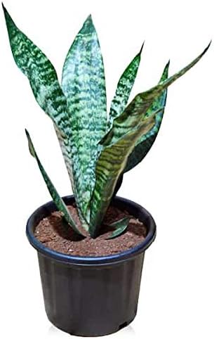 MVKR Live Green Snake Plant | Snake Indoor Plant | Good Luck Snake Plant | Snake - Sansevieria Evergreen & Air Purifier Plant I With White Pot.