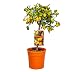 Bloomique - Citrus Kumquat - Kumquat nain - Oranger - Agrume - Arbre fruitier - Plantes de jardin - Hauteur 50-70 cm - Pot 19 cm