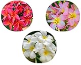 Variety 3 Pack, Just Plumerias, Hawaiian Lei Flower Plumeria Cutting, 10-12 Inch Live Cutting to Root, Multi-Color White & Pink Blooms