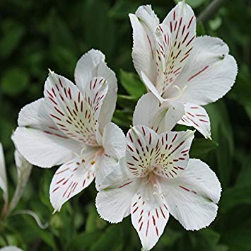 Potseed Blooming 24 Colores Diferentes Semillas 120PCS Peruano Lirio del jardín de Flores del alstroemeria en Maceta