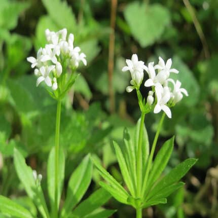 100pcs of Sweet Woodruff Flower Seeds,White