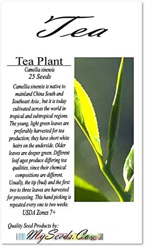 Miniatura 2 de Paquete grande - (25) semillas de planta de té - Camellia sinensis - Semillas de flores comestibles (paquete grande - planta de té)