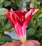 dipladenia bianca prezzo Pianta VERA spedita come presente in foto