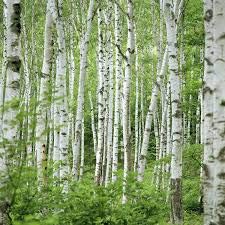 White Birch Fragrance Oil (Our Version of The Brand Name) (1 oz Bottle) for Candle Making, Soap Making, Tart Making, Room Sprays, Lotions, Car Fresheners, Slime, Bath Bombs, Warmers……