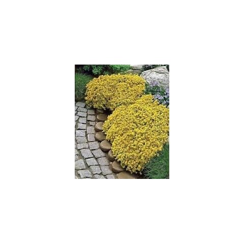 SwansGreen 4000 Sedum Acre Ground Cover Seeds Cover
