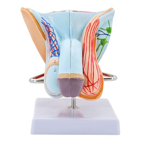 Modell Der Männlichen Geschlechtsorgane, Modell Der Anatomie des Fortpflanzungssystems, PVC-Modell Der Menschlichen Anatomie, Modelle Der Fortpflanzungsorgane