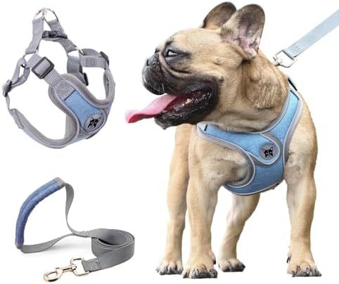 41ZXAKhv3fL._AC_ Cinco Raças de Cachorro Miniatura: Pequenos em Tamanho, Grandes em Fofura
