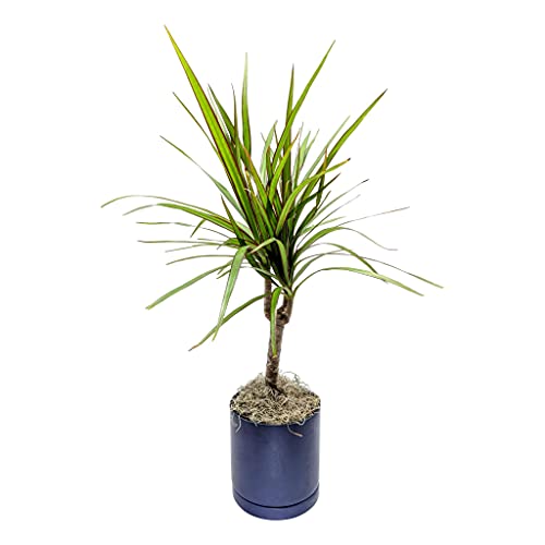 Dracaena Marginata Plant In A Blue Ceramic Pot | Striking Houseplant - Strap-Like Green & Dark Red Foliage - 1 Dracaena Marginata Houseplant In A Ceramic Pot With Saucer | Ships From Easy To Grow Tm #TOP20