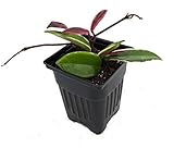 Krimson Queen Wax Plant - Hoya - 4
