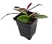 Krimson Queen Wax Plant - Hoya - 4" Pot