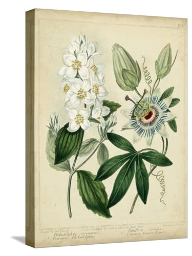 ART.COM Stretched Canvas Print Cottage Florals II by Sydenham Teast Edwards, 12" x 16"