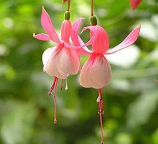 Amazonfr La Rose Des Vents Graines Plantes Graines