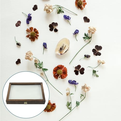 Insektenkasten Insektenvitrine Holz Sammelbox mit Klarglas Oberseite Insektenproben Insect Display Case für Zuhause