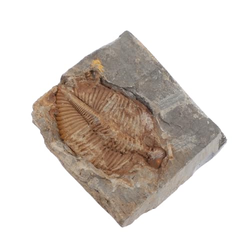 Mobestech for Boys and Girls Real Trilobite Specimen Educational Home Decor Biology Project