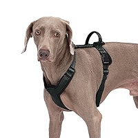 Amazon.com : Abuandi Dog Harness with Security Lock Buckle