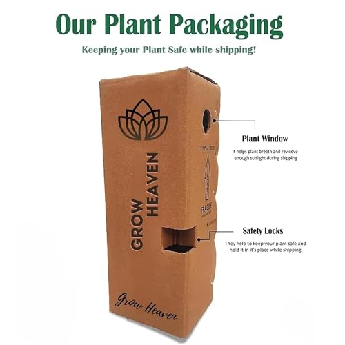 Image of Live Peace Lily Plant Flower Plants Peacelilly Plant Indoor Outdoor FlowerIng Plant With Black plastic Pot For Home & Garden Decore Pack Of 1 (LIVE PEACE LILY PLANT) (peace lily)