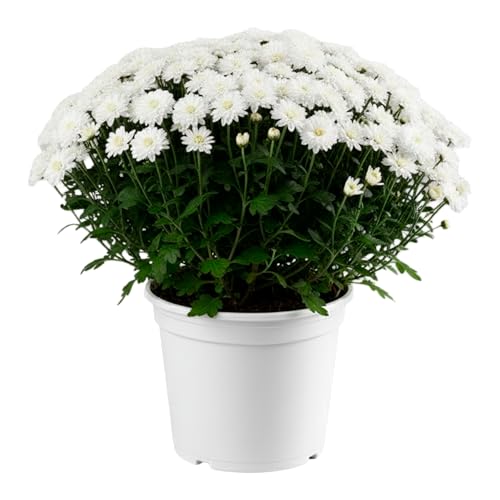MUNTRADE Chrysanthemum Planta Natural en Maceta de 14 cm | Flores Blancas | Crisantemo Planta Viva Ideal para Interior y Exterior | Resistente, Decorativa y Fácil de Cuidar