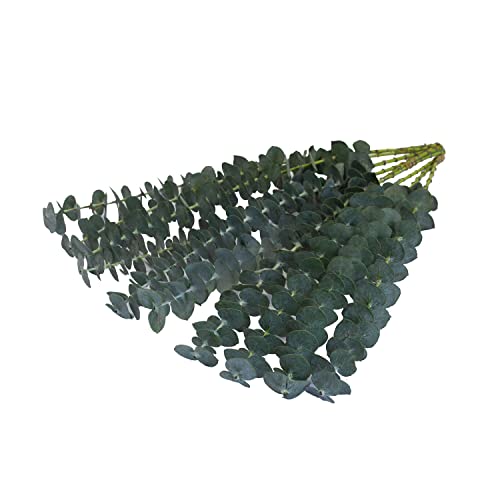 Farm Fresh Baby Blue Eucalyptus Greens - 50 Stems #TOP2