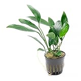 SubstrateSource Anubias Live Aquarium Plants...