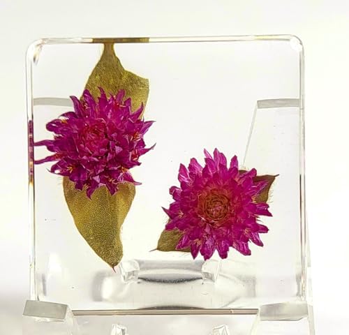 Image of 38mm Real Purple Globe Amaranth Flower in Crystal Clear Lucite Resin Specimen Dried Pressed Botanist Herb Herbarium Crafts Collection for Botany Science Education & Desk Ornament Display Supplies