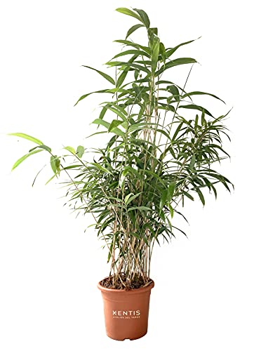KENTIS - Bambusa Metake Pseudosasa Japonica - Bambou Plante Verte d’éxterieur - Plante de Haie - H 100-120 cm Pot de Ø 24 cm